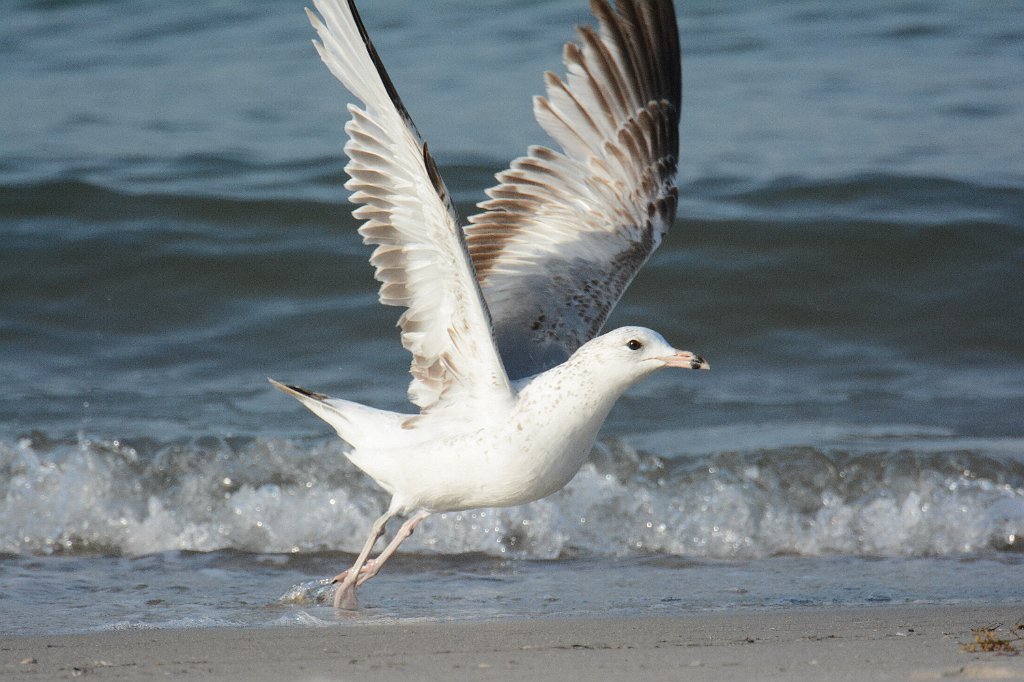 Gull, Ring-billed, 2014-05091537 Fort Macon State Park, NC.JPG - Ring-billed Gull. Fort Macon State Park, NC, 5-9-2014